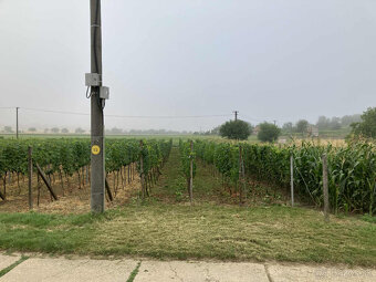 Predám vinicu v osobnom vlastníctve - 2