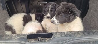 Predám šteniatka borderkolie - 2