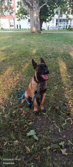 Belgický ovčiak malinois - 2
