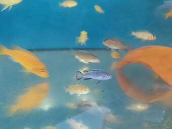Malawi cichlidy - 2