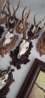 Srnčie trofeje - 2