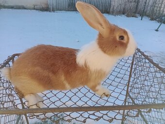 Predám králiky Šarišský obrovity - 2