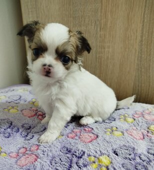 Čivava mini psík dlhosrstý - 2