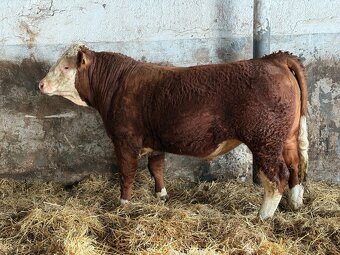 Plemenné býky Mäsový simentál - 2