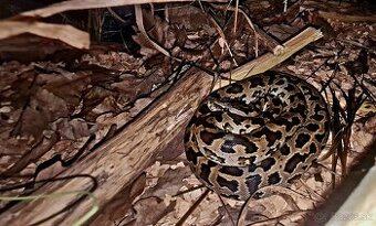 Pyton tmavý—(Python bivittatus) - 2