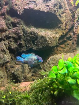 Akvarium s prislusenstvom - 2
