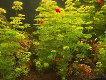 Limnophila sesiliflora - 2