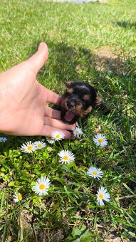 Mini Yorkshire terrier - 2