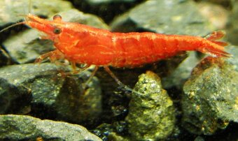 Predám krevety neocaridina - 2