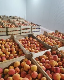 Čerstvé MARHULE nielen na KVAS - 2