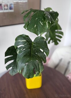 Monstera - 2