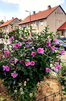 Byt so záhradou a pergolou – skvelá ponuka v Šahách - 2