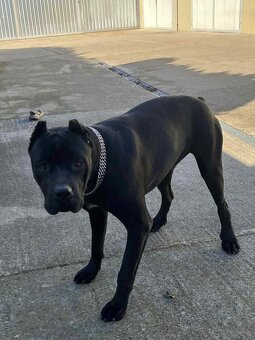 predám sučku Cane corso - 2