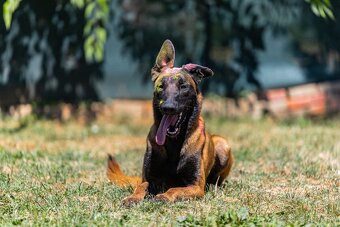 Belgický ovčiak malinois - 2