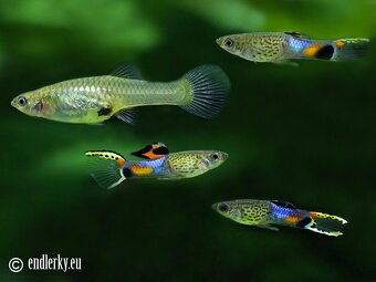 Predám Endlerky - rôzne farby - 2