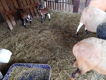 Predám kamerúnske ovce - 2