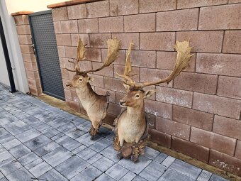 Trofeje, trofej, parozie, parohy - 2