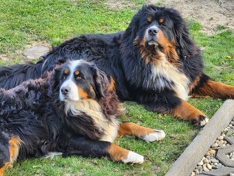 Bernsky salašnicky pes šteniatka - 2