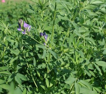 Osivo lucerna, lucerka - 2