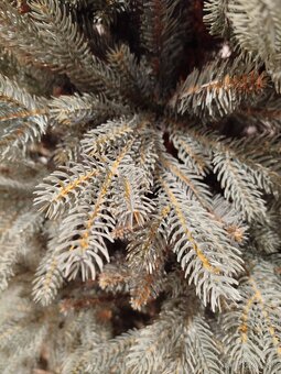 3D vianočný smrek ladovy, výška 150cn - 2