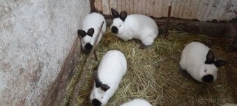 Kalifornský králik - 2