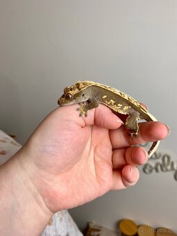 Pagekon riasnaty, gekon HĽADÁ NOVÝ DOMOV - 2