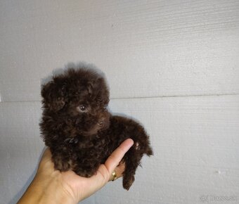 Pudlik extra Toy - 2