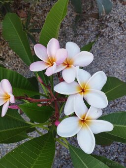 Plumeria - 2