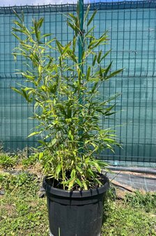 Bambus Phyllostachys–Rýchlorastúci živý plot / zelená stena - 2