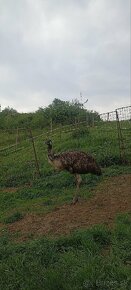 Emu - 2