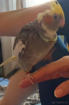 Predám korelu - 2