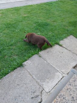 Predám šteniatka labradora - 2