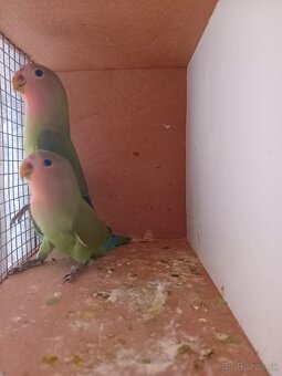 Predám Agapornisi Ružovohrdle - 2