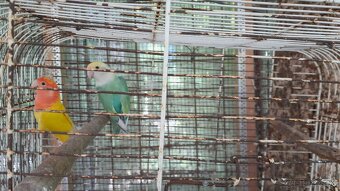 Predám agapornis ružovohrdlý - 2
