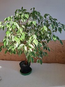 Ficus Benjamina a iné - 2