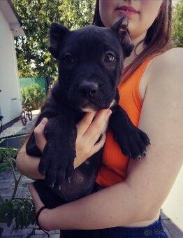 American Bully XL, šteniatko 9 týždňov / psík - 2