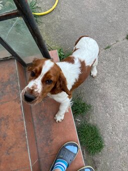 Welsh springer spaniel šteniatko - 2