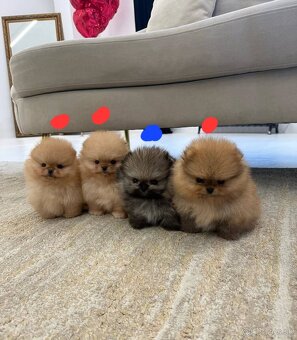 Pomeranian mini - 2
