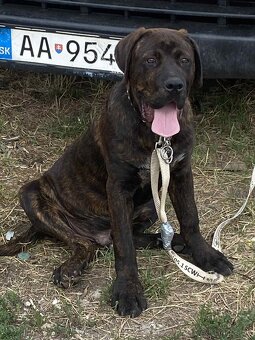Cane corso - 2