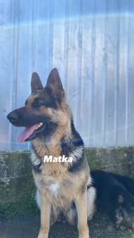 Nemecký ovčiak šteniatka - 2