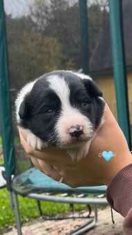 🐾 Predám šteniatka border kólie – narodené 4.10.2025 🐾 - 2