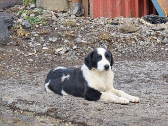 SAO stredoazijsky ovciarsky pes - 2