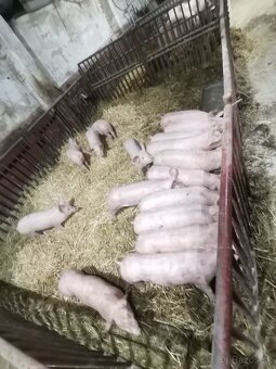 Predám odstavčata cca 25kg - 2