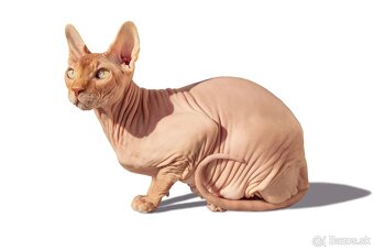 Kúpim mačičku Don Sphynx - 2