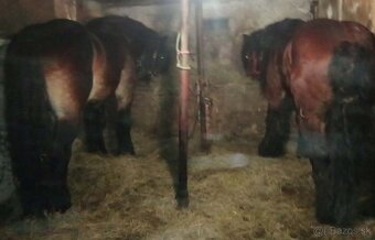 Predám -vymením Poliaka ovláda lesné prace - 2