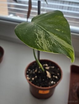 Monstera Albo - 2