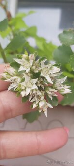 Rozchodniky(Sedum) - 2