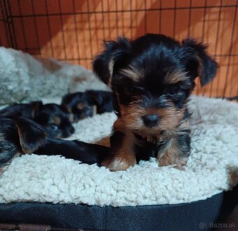 Yorkshirsky teriér - 2