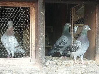 HOLUBY - Košický vysokolleúň. - 2