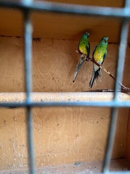 Papagáj spevavý - 2